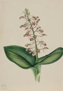 Lilien-Twayblade Liparis liliifolia von Mary Vaux Walcott