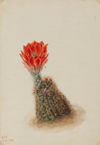 Lloyds Erdbeerkaktus (Echinocereus lloydii)