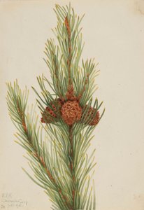 Drehkiefer (Pinus Contorta murrayana) von Mary Vaux Walcott