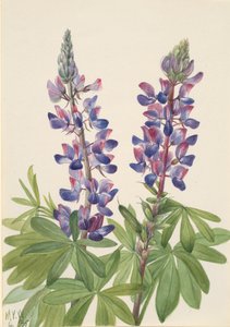 Lupine Lupinus fornosus, 1935 von Mary Vaux Walcott