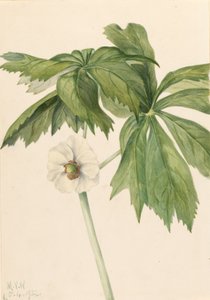 Maiapfel (Podophyllum peltatum)