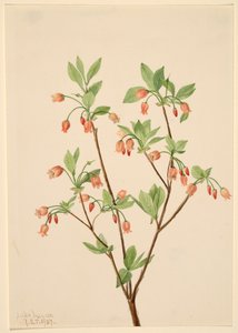 Menziesea Menziesea glabella, 1907 von Mary Vaux Walcott