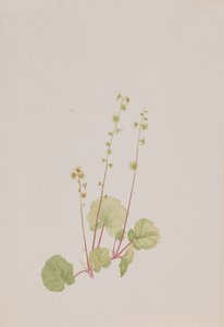 Mitella nuda, ca. 1900-1920 von Mary Vaux Walcott