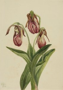 Mokassinblume (Cypripedium acaule)