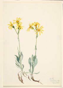 Montana Parnassia (Parnassia montanesis) von Mary Vaux Walcott