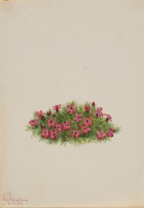 Moos-Steinbrech Silene acaulis, 1924 von Mary Vaux Walcott