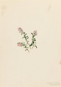 Bergpreiselbeere (Vaccinium vitisidaea minus) von Mary Vaux Walcott