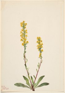 Berg-Goldrute (Solidago oreophila)
