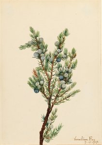 Bergwacholder (Juniperus sibirica)