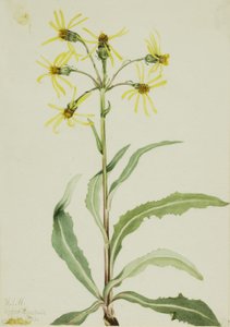 Trauer-Greiskraut (Senecio lugens) von Mary Vaux Walcott