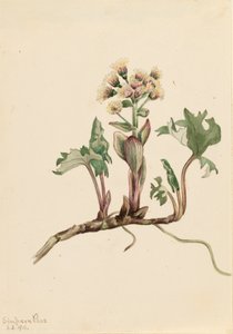 Nordische Pestwurz Petasites hyperboreus, 1916 von Mary Vaux Walcott