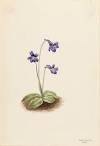 Gewöhnliches Fettkraut Pinguicula vulgaris, 1903 von Mary Vaux Walcott