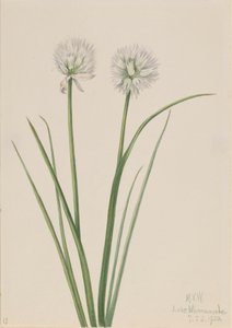 Nördliche Zwiebel Allium sibiricum, 1920 von Mary Vaux Walcott