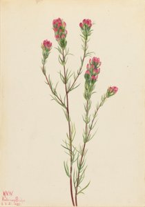 Eulen-Klee (Orthocarpus tenuifolius)