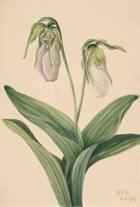 Blasse Frauenschuh Cypripedium acaule, 1919