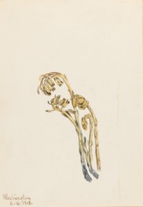 Blasse Kiefernzapfen (Hypopitys americana) von Mary Vaux Walcott