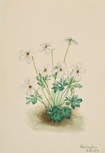 Stiefmütterchen Viola pedata, 1919