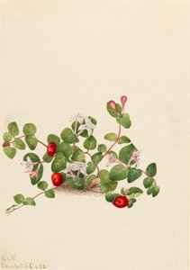 Partridgeberry Mitchella repens von Mary Vaux Walcott