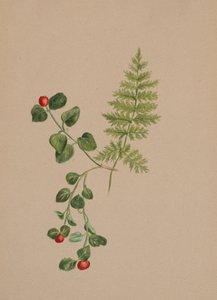 Partridgeberry Mitchella repens, ca. 1883 von Mary Vaux Walcott