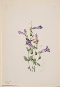 Bartfaden (Penstimon fruiticosus)