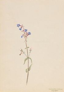 Pentstemon (Pentstemon procerus) von Mary Vaux Walcott