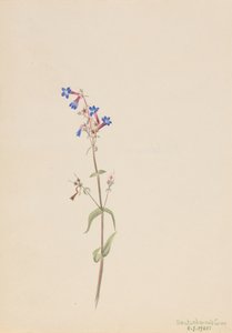 Pentstemon Pentstemon procerus, 1905 von Mary Vaux Walcott