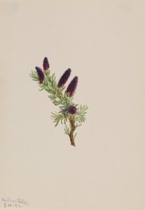 Picea engelmanni, 1913 von Mary Vaux Walcott