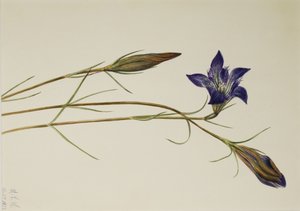 Kiefernheide-Enzian (Gentiana porphyrio) von Mary Vaux Walcott