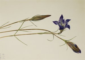 Kiefernheide-Enzian Gentiana porphyrio, 1923 von Mary Vaux Walcott