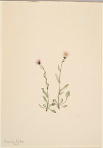Rosa Berufkraut (Erigeron jucundus)