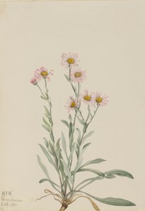 Rosa Berufkraut Erigeron caespitosus, 1921 von Mary Vaux Walcott