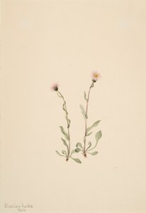 Rosa Berufkraut, 1904 von Mary Vaux Walcott