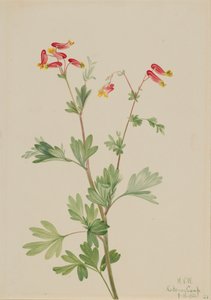 Rosa Fumeroot Capnoides sempervirens, 1922 von Mary Vaux Walcott