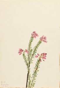 Rosa Bergheide Phyllodoce empetriformis, 1924 von Mary Vaux Walcott