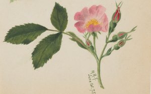 Rosa Rose, 1875