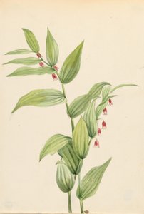 Rosa Gewundener Stängel (Streptopus curvipes)