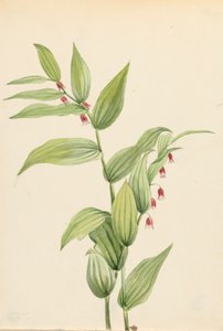 Rosa gedrehter Stängel Streptopus curvipes, 1913