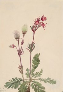 Prärie-Rauch Sieversia ciliata, 1921 von Mary Vaux Walcott