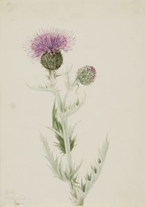 Prärie-Distel (Cirsium undulatum)