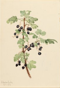 Stachelige Johannisbeere (Ribes lacustre)