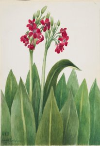 Primel (Primula parryi) von Mary Vaux Walcott