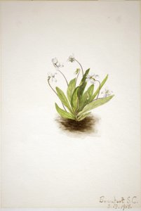 Primelveilchen (Viola primulifolia) von Mary Vaux Walcott