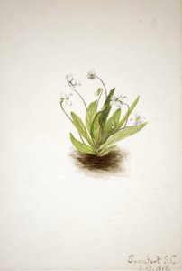 Primel-Veilchen Viola primulifolia