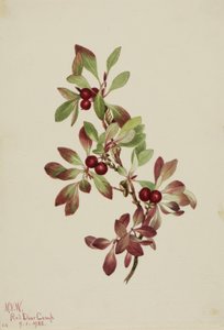 Alpenbärentraube (Arctous alpina) von Mary Vaux Walcott