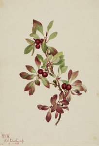 Alpenbärentraube Arctous alpina, 1922 von Mary Vaux Walcott