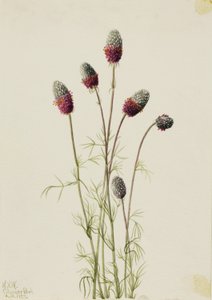 Purpur-Prärieklee (Petalostemon purpureum) von Mary Vaux Walcott