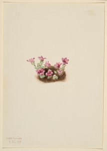 Purpur-Steinbrech (Saxifrage oppositifolia) von Mary Vaux Walcott