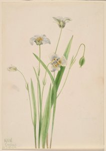 Katzenohren (Calochortus elegans)