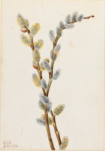 Weidenkätzchen (Salix discolor)