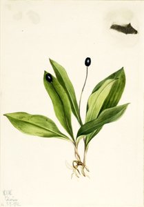 Königskelch (Clintonia uniflora)